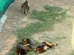 -西霞口神雕山野生动物世界