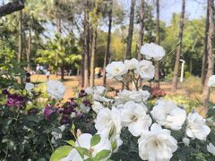 -人民公园(罗湖区)