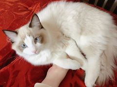 -爱侣宠医·鹦鹉专科·小型哺乳类·异宠专科(灵石路店)