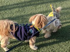 -爪吧宠物乐园 (温榆河示范区店)