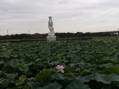 -荷塘月色湿地公园·向阳花洲