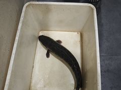 -九寨沟石锅鱼(沣峪口店)