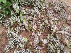 -北海金海湾红树林生态旅游区