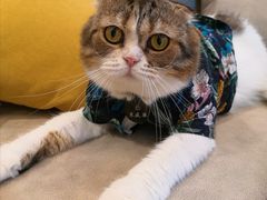 -啵啵喵·猫咖(攀华国际店)