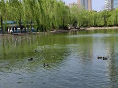 -团结湖公园