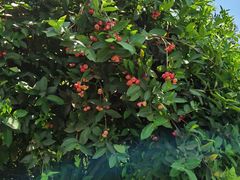 -三亚太阳湾柏悦酒店