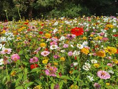 -上海共青森林公园