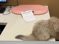 -瑞派康怡24h宠物医院·犬猫医疗中心·微创绝育(瑞景分院)