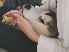 -Husky Go! 哈士奇体验馆·宠物咖啡厅狗咖