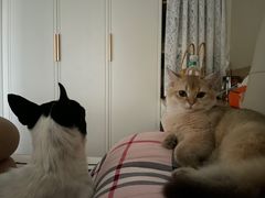 -天使宠物医院·犬猫分诊(彩虹店)