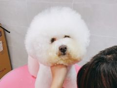 -翊宠yipet猫狗购宠庄园犬舍•猫舍