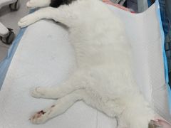 -达爱动物医院·犬猫分区·CT·复杂眼科(远洋山水分院)