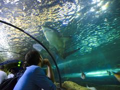 -悉尼海洋生物水族馆
