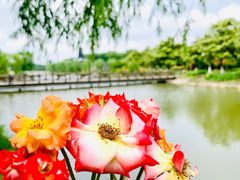 -上海鲜花港