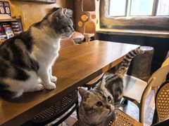 -猫猫幼稚园·撸猫·桌游·电玩