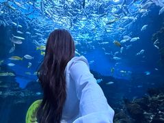 -海合安成都极地海洋公园