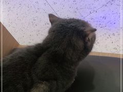 -喵园·猫主题咖啡厅·撸猫·猫咖(国贸店)