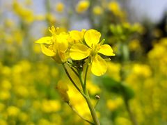 -陕西省西安植物园