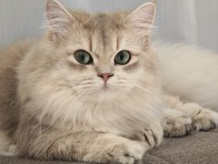 -Bastet sally猫舍购宠(静安店)
