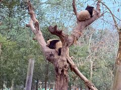 -都江堰中华大熊猫苑