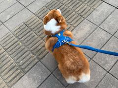 -瑞派天宁宠物医院·猫科·异宠中心