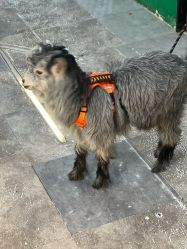 -神奇动物撸宠馆·羊驼·小浣熊·异宠(豫园店)