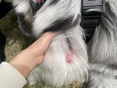 -达爱动物医院·犬猫分区·CT·复杂眼科(远洋山水分院)