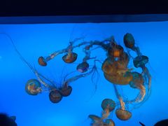 -太平洋海底世界