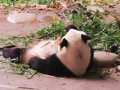 -都江堰中华大熊猫苑