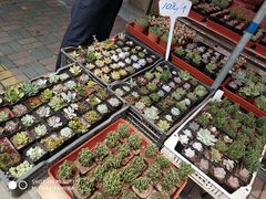 -中环花鸟鱼虫市场