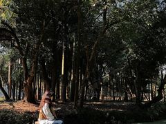 -南宁良凤江国家森林公园