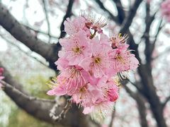 -武汉大学-樱园