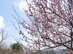-香雪海