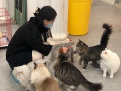 -遇见羊驼·奶狗咖·布偶猫咖·法斗柯基柴犬阿拉斯加(春熙路太古里IFS店)