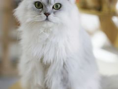 -Heymao猫咖.咖啡厅(东门店)