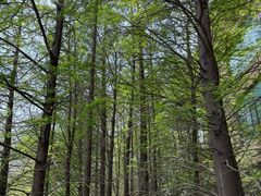 -溱湖国家湿地公园