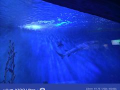 -太平洋海底世界