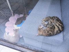 -老酒川菜坊(总店)