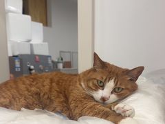 -四月宠物医院·猫专科·心脏专科·内科(转塘店)