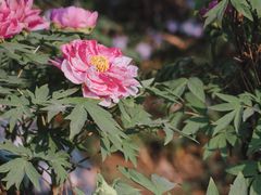 -玄武湖景区-情侣园游乐场