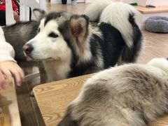 -李小姐の猫咖啡馆(五角场店)