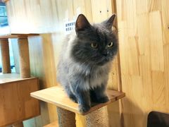 -more than meow吴止猫主题餐厅(承德 中船汇店)