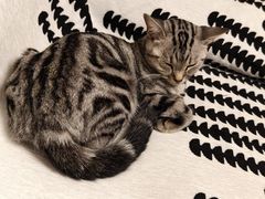 -瑞鹏宠物医院·夜间急症·心超·猫科(祖庙分店)