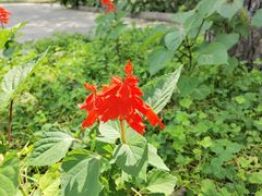 -黑龙江省森林植物园