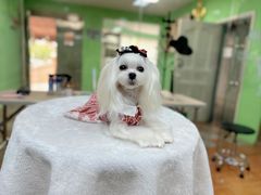 -鑫艺宠物美容培训学校