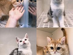 -lincat·猫舍(广州店)