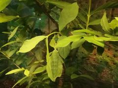 -上海大自然野生昆虫馆(东方明珠·爬宠昆虫探索中心)
