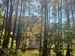 -金山植物公园