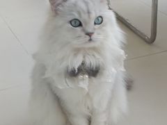 -怪兽屋·羊驼·猫咖·狗咖(俊华广场店)