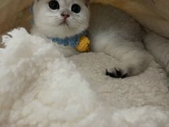 -糯米喵星人总部直营旗舰店·猫舍·幼猫出售